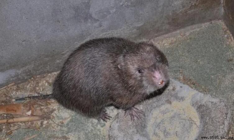 竹鼠是否屬於保護動物?全面解析其法律地位與生態實際