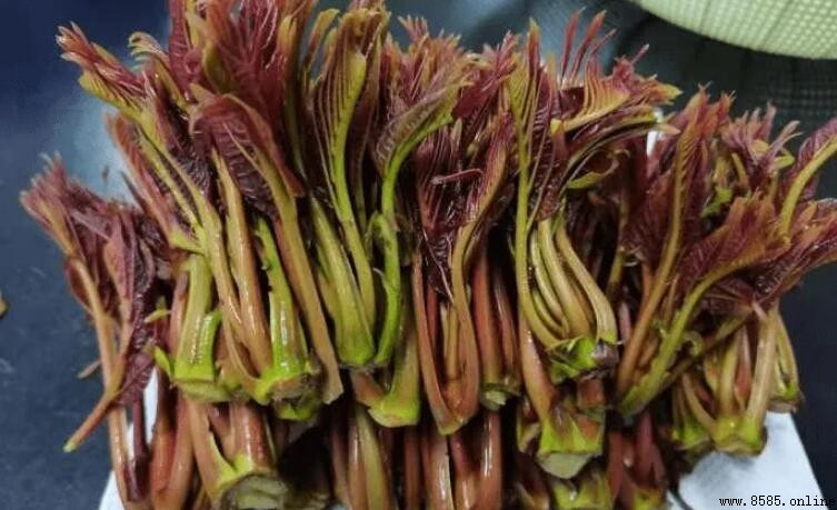 香椿芽爛根怎麼辦?原因對策全解析