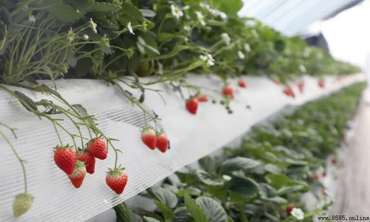 無土栽培草莓的主要特點與優勢
