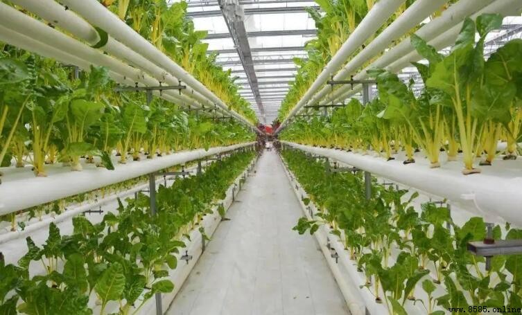 無土栽培有機蔬菜的好處
