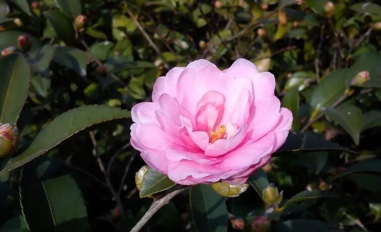 山茶花的寓意與象徵