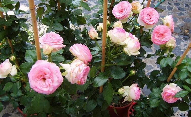 月季夢露一年開幾次花?詳解開花頻次與養護要點