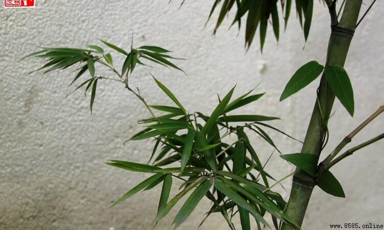 竹子會開花嗎?解析其開花特徵與生命周期