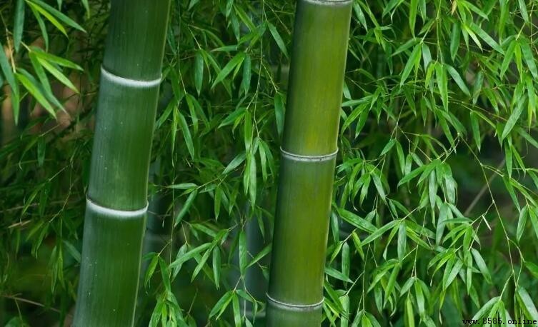 竹子的生長過程解析