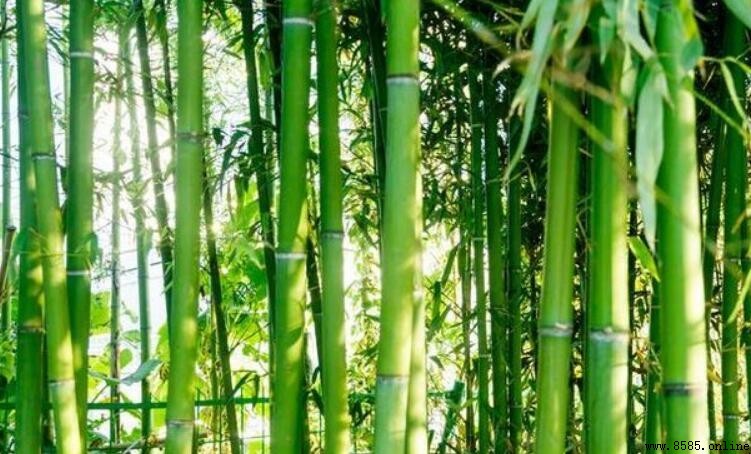 竹子屬於什麼植物