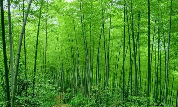 為什麼竹子生長得那麼快？科學解析其快速生長的機制