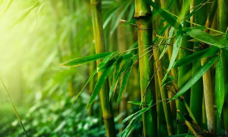關於竹子的成語總結