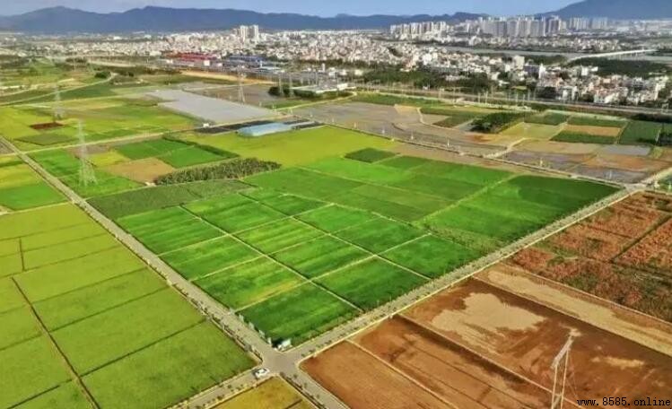 基本農田與一般農田的區別解析