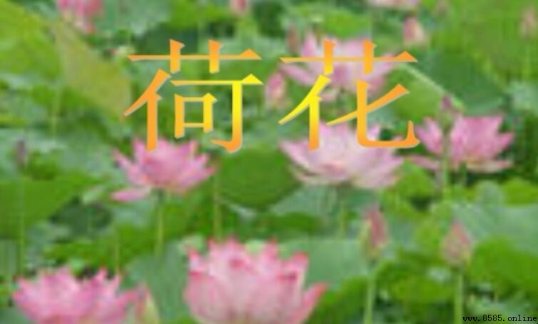 仿写荷花作文写作指南与示例