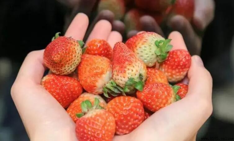 草莓含糖量高嗎?