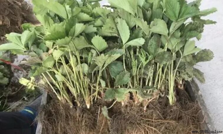 什麼是草莓冷凍苗?詳細解釋與種植好處