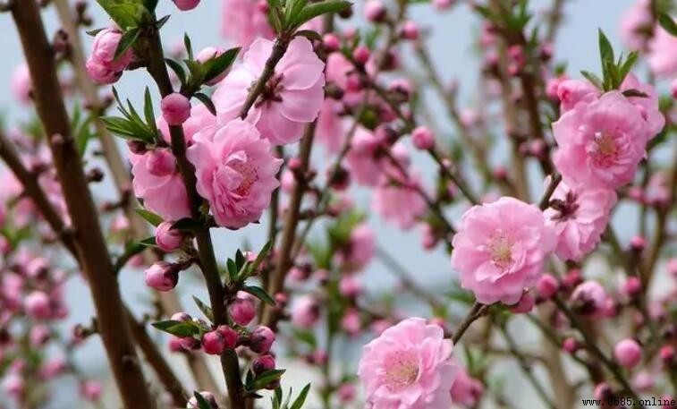 桃花比喻句集:9個生動例子與解析