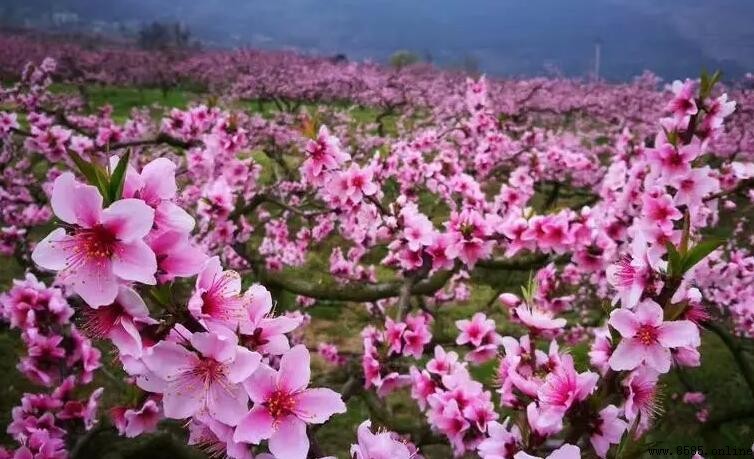 桃花故里地址在哪里