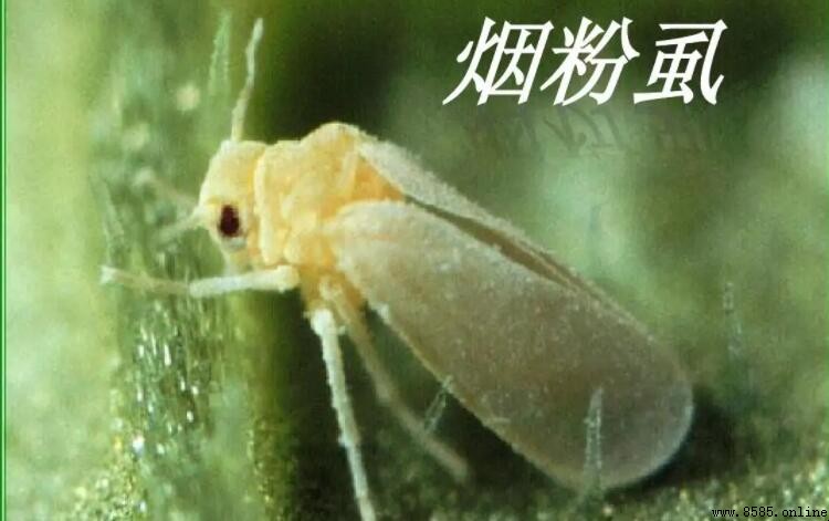 煙粉虱與溫室白粉虱的區別解析