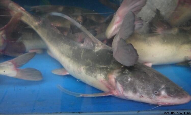 鮰魚和鯰魚是一樣的嗎？解析兩者差異