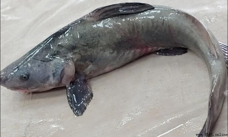鮰魚是什麼魚