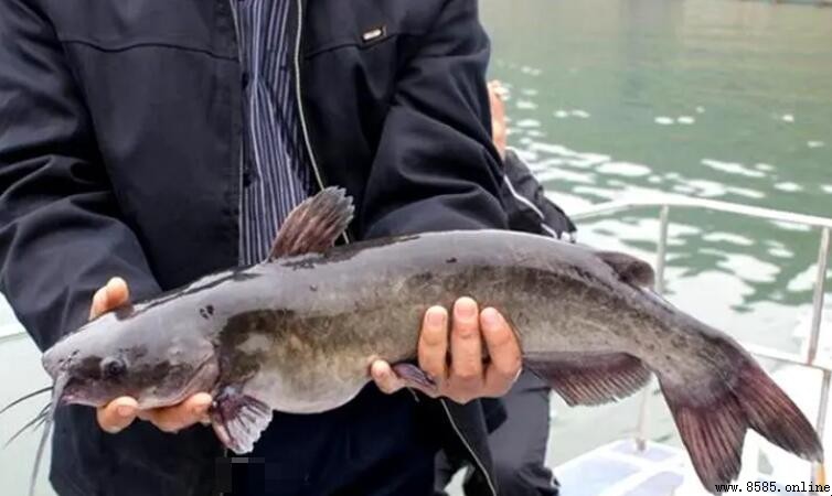 鮰魚有刺嗎？解析鮰魚的刺分布與生活習性