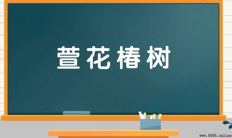 萱花椿樹的含義與詞源解析