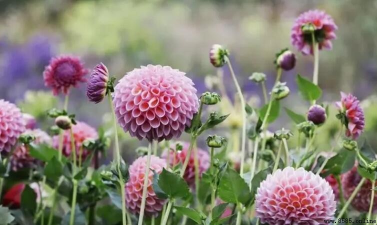 大麗花能活幾年?多年生草本植物的壽命揭秘
