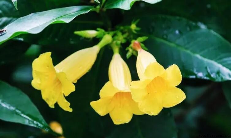 黃蟬花花期多長?一次開花約60天