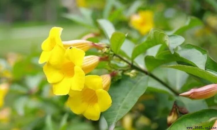 黃蟬花的花期是什麼時候？