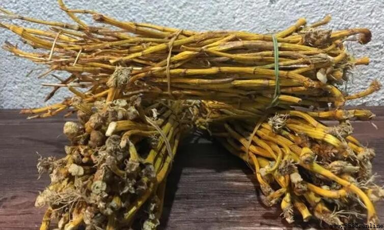 黃草石斛與鐵皮石斛功效差異對比