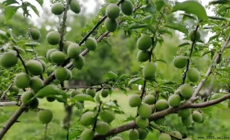 梅花結什麼果實？一文告訴你答案