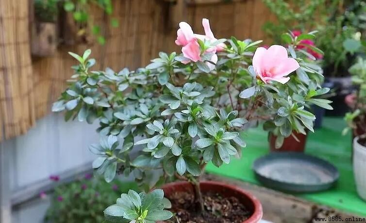 杜鵑花花朵萎蔫原因解析與對策
