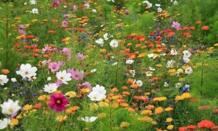 描寫鮮花盛開的句子集錦：10句精彩例句
