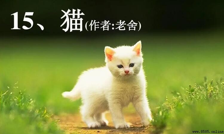 《猫》的讀後感怎麼寫｜書籍心得與體會分享