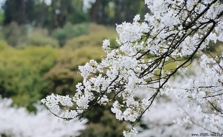 長沙樱花何时開放？花期時間及品種介紹