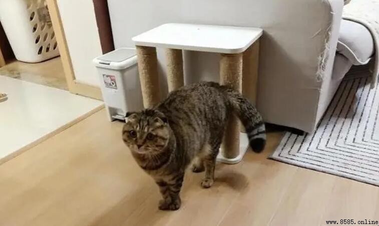 四大風水貓是哪四大
