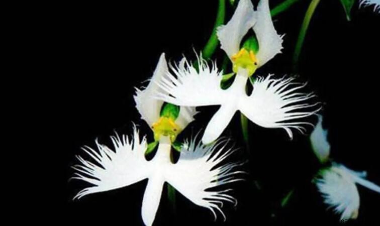 白露花（鹭草）的生長習性
