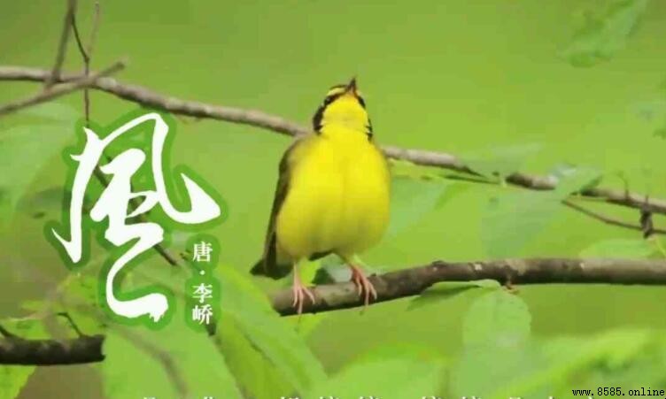 能開二月花全詩原文與譯文