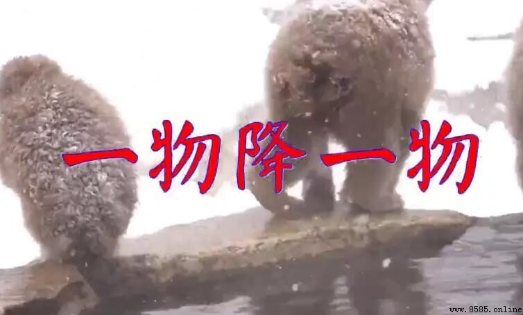 迷迷糊糊就中了愛的毒是什麼歌曲?揭秘《一物降一物》