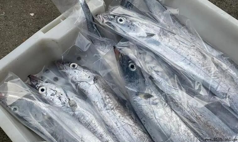 舟山带鱼是黄眼还是黑眼?