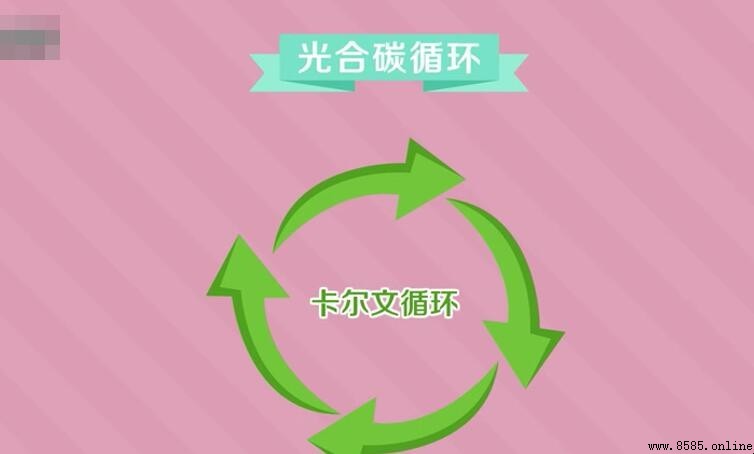 暗反應三個過程方程式是什麼