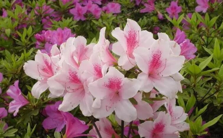 什麼樣的杜鵑花如何填空