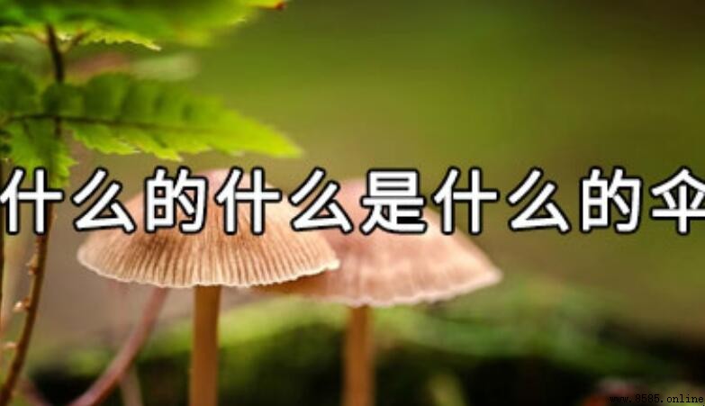 什麼是什麼的傘:自然與愛的象徵