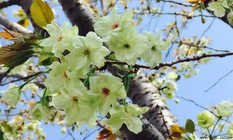 郁金与御衣黄樱的区别