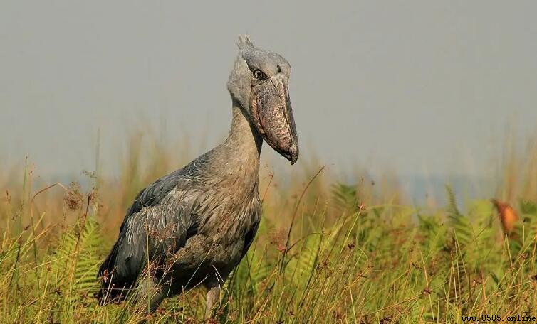 為什麼鯨頭鹳被稱為最笨的鳥?