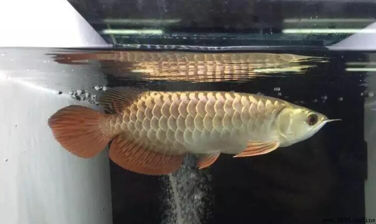 同樂魚是什麼魚