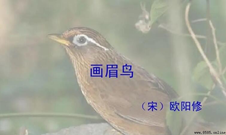 《畫眉鳥》原文與譯文完整呈現