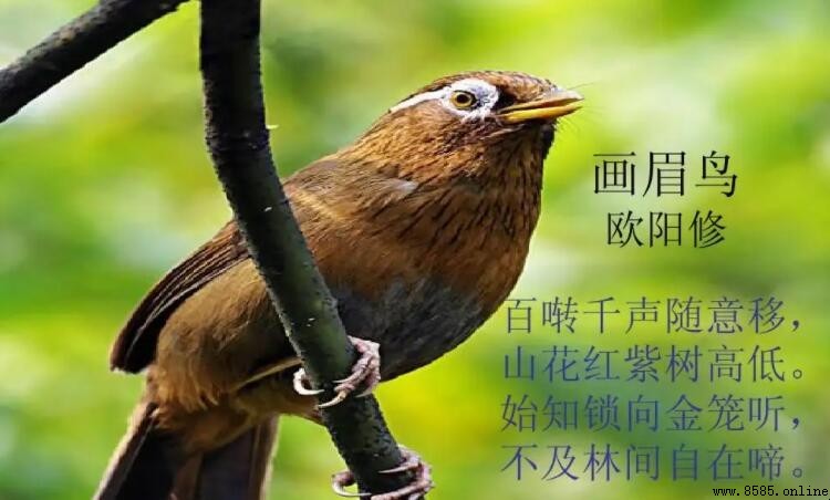 《畫眉鳥》表現手法分析
