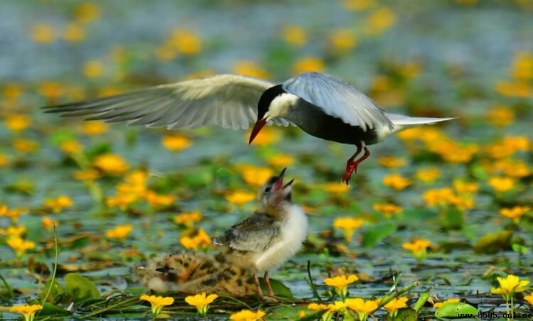 鳥是哺乳動物嗎?解析鳥類與哺乳動物的區別
