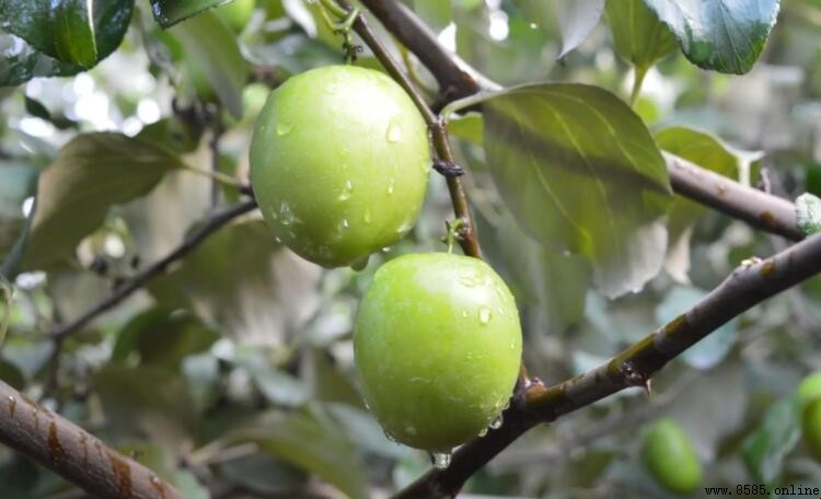 牛奶大青棗好不好吃?品種特點與營養價值解析