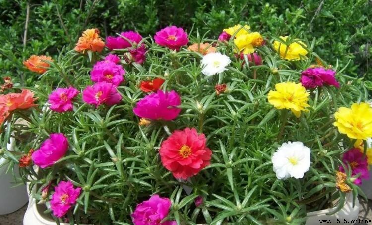 太陽花的花期是多久