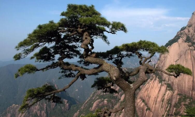 形容松樹的詞語有哪些