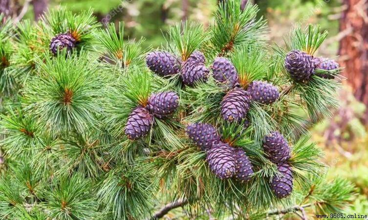 植物種子分類與主要科屬介紹