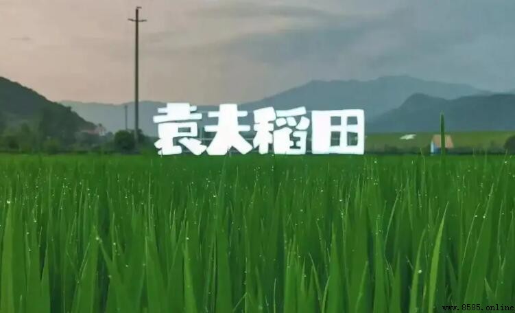 袁夫稻田位置指南：湖北黃岡小清新田園景點推薦